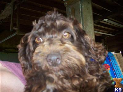 Dogs for Sale in IN